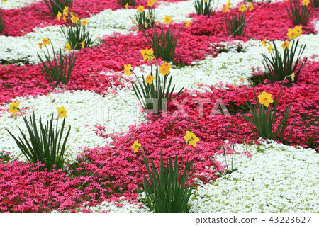 Narcissus and Shibazakura blooming gracefully 43223627