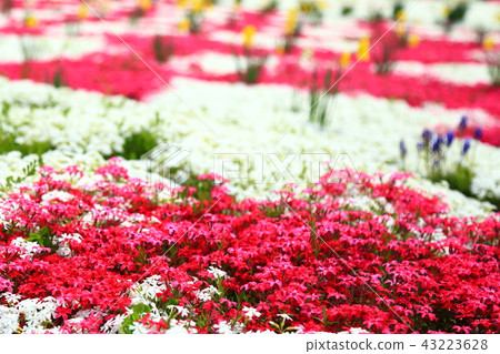 Spring pattern 43223628