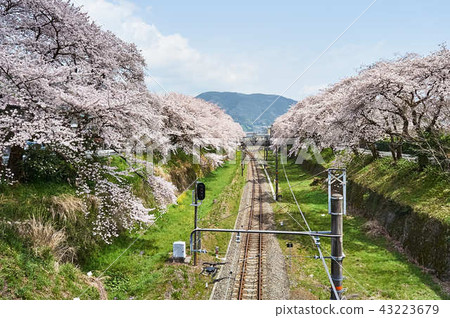 Kanagawa Prefecture Spring Gotemba Line Yamakita Station Cherry Blossom Corridor 43223679