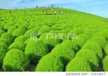 Green leaf Kokia of the state-run Hitachi beach park 43223817