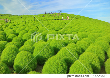 Green leaf Kokia of the state-run Hitachi beach park Green leaf Kokia of the state-run Hitachi beach park 43223818