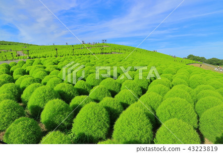Green leaf Kokia of the state-run Hitachi beach park 43223819