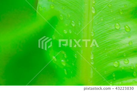 water drop on green leaf water drop on green leaf 43223830