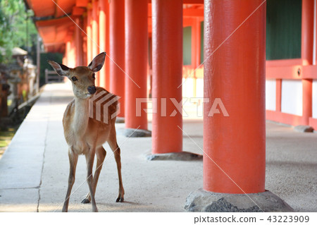 Nara · Kasuga Taisha Nara · Kasuga Taisha 43223909