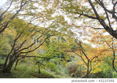 Oiso和Inariyama公園秋葉 Oiso和Inariyama公園秋葉 43225568