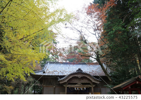 Autumn leaves of Oiso and Inariyama Park Autumn leaves of Oiso and Inariyama Park 43225575