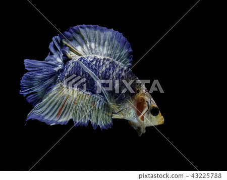 Siamese fighting fish fight blue fish 43225788