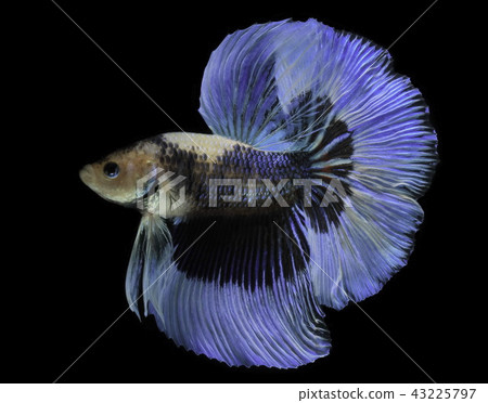Siamese fighting fish fight blue fish Siamese fighting fish fight blue fish 43225797
