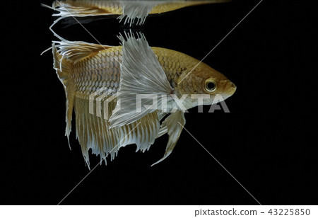 Siamese fighting fish fight yellow fish Siamese fighting fish fight yellow fish 43225850
