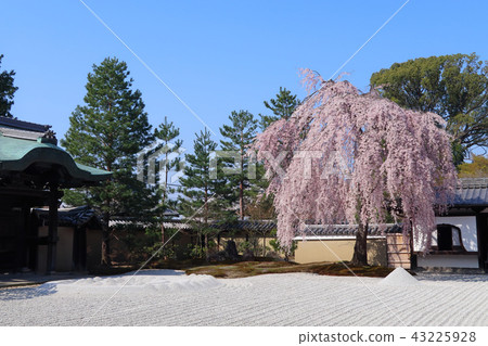 Burial trees of Kodaiji Temple 43225928