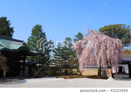 高台寺的葬樹 43225948