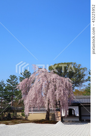 高台寺的葬樹 43225952