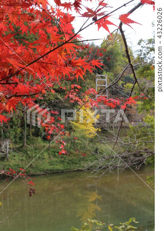 Uchiko新鮮的公園秋葉 43226026