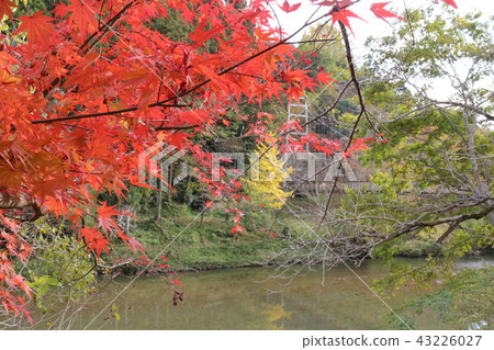 Uchiko新鮮的公園秋葉 43226027