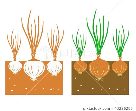 onion plant 43226295