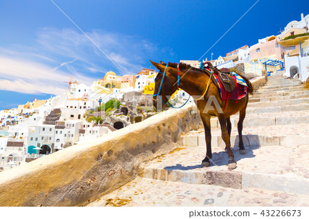 Donkey taxis in Santorini, Greece 43226673