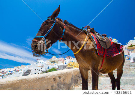 Donkey taxis in Santorini, Greece 43226691