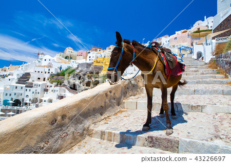 Donkey taxis in Santorini, Greece 43226697