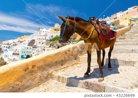 Donkey taxis in Santorini, Greece 43226699