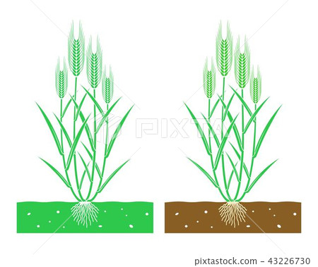 young wheat plant 43226730