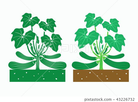 zucchini plant zucchini plant 43226732