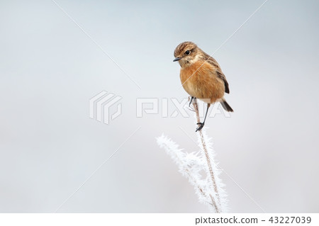 European stonechat on a frosted perch in winter European stonechat on a frosted perch in winter 43227039