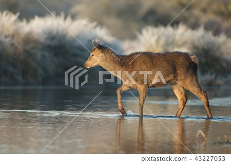 Red deer hind crossing a stream of water 43227053