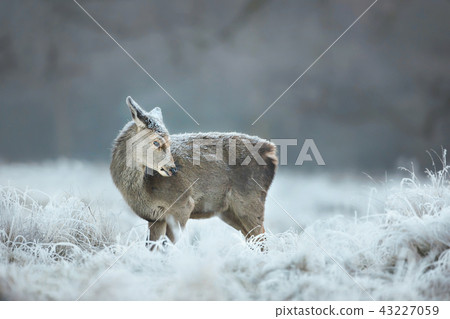 Red deer hind on a frosty early morning 43227059