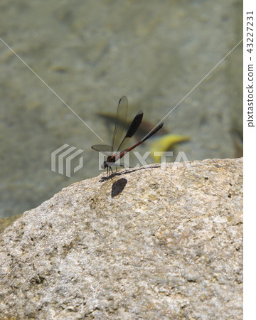 台灣特有種短腹幽蟌 43227231