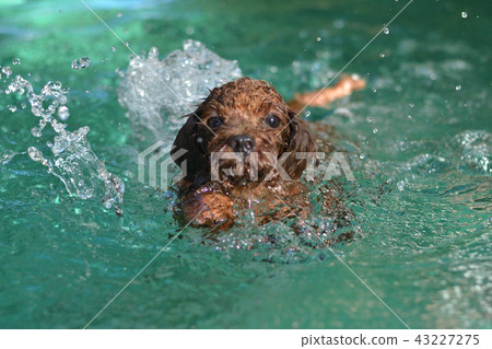 do poodles like swimming