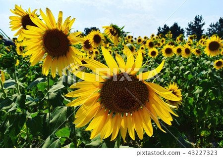 sunflower sunflower 43227323
