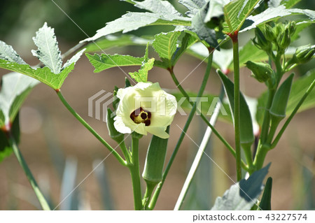 Okra's Flower Okra's Flower 43227574