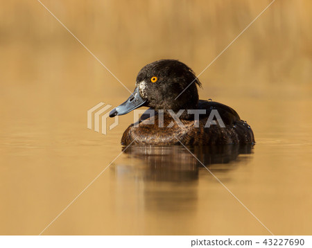 Female Tufted Duck swimming in the pond 43227690