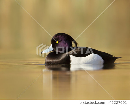 Male Tufted Duck swimming in the pond 43227691