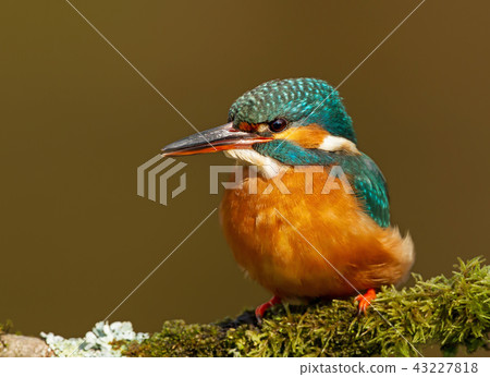 Close up of a Female Common kingfisher Close up of a Female Common kingfisher 43227818