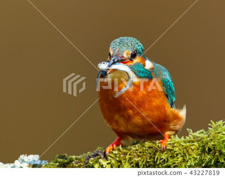 Close up of a Kingfisher with a fish Close up of a Kingfisher with a fish 43227819