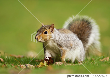 Grey squirrel sitting on the autumnal leaves 43227824