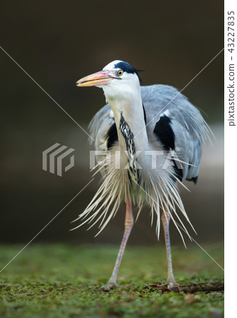 Grey heron standing on a green grass field 43227835
