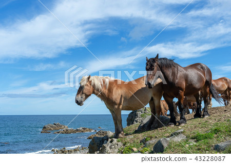 [青森縣下北半島Shirizaki]與津輕海峽和冷馬的風景 43228087