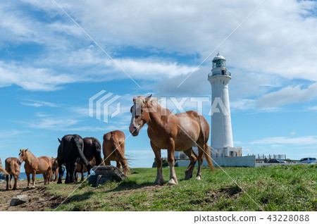 [青森縣下北aj谷矢崎]用白色燈塔和冷馬站立的風景 43228088
