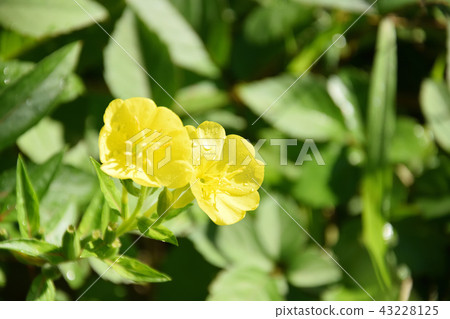 A flower of the evening sun wet with morning dew 43228125