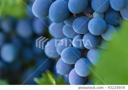 Branch of blue grapes on vine in vineyard 43228939