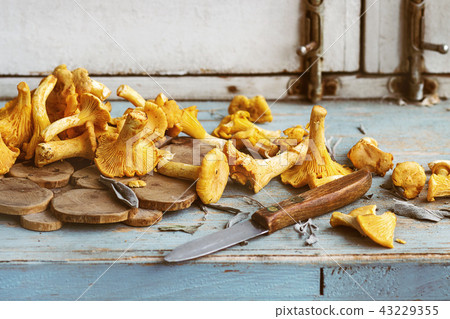 Raw uncooked Chanterelles mushrooms 43229355