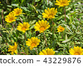 Gazania 43229876