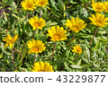 Gazania 43229877