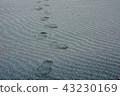 Footprints 43230169