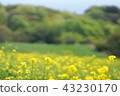 Awaji flower blossoms rape blossoms 43230170