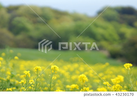 Awaji flower blossoms rape blossoms Awaji flower blossoms rape blossoms 43230170