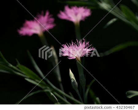 根據Kawaranadeshigo 43230467