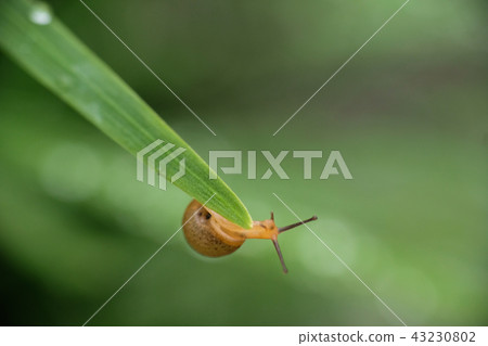 Small snail in the rain Small snail in the rain 43230802